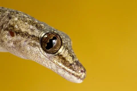 Small gecko or lizard of brown tones, close-up image Stock Photos