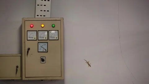 Small gecko sitting on a hotel wall at night, Bali island fauna house gecko Stock Footage 254343667
