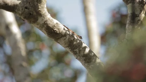 Small Gecko on Tree Video stock 102526916