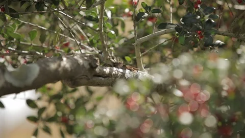 Small Gecko on Tree Video stock 102526922