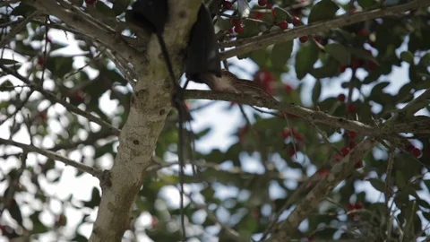 Small Geckos on Tree Stock Footage 102526956