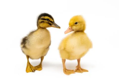 Small geese isolated Stock Photos