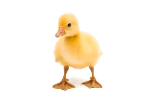 Small geese isolated Stock Photos