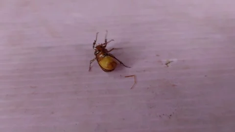 A small genie lay on its back and wriggled. Stock-Footage 277038787