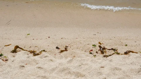 Small gentle waves lapping on a beautiful tropical beach on a sunny summer day Stock Footage 95362121