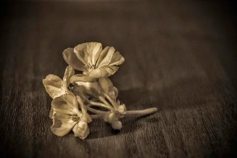 A small geranium flower Stock Photos