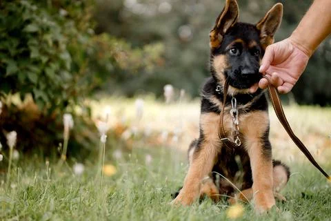 Small German Shepherd puppy holds a leash in its mouth. Stock Photos