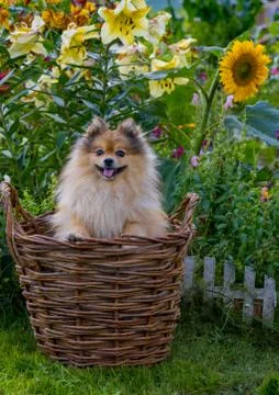 Small German Spitz in a basket Foto stock