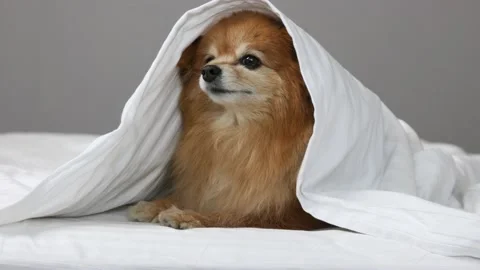 Small German Spitz breed woke up to smell food and wants get ou Vídeos de archivo 211721384