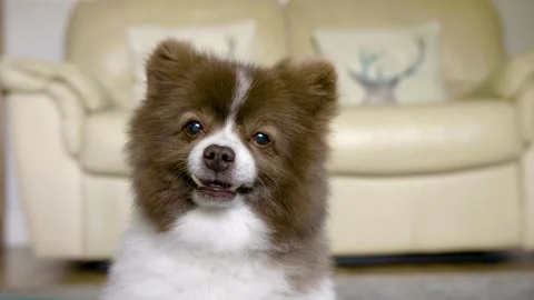 Small German Spitz Dog Looking Proud Stock Footage 140882456