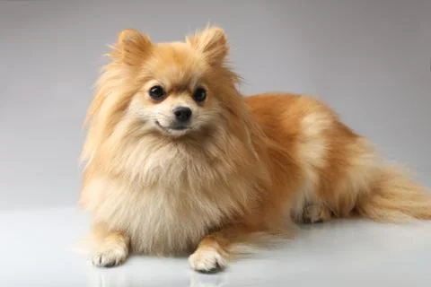 Small German Spitz Foto stock