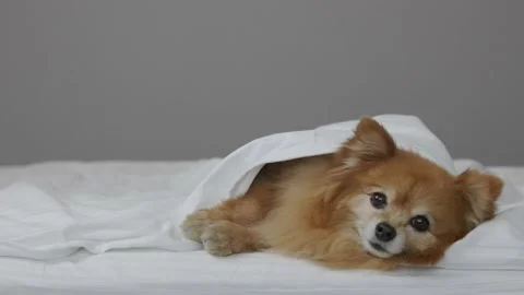 Small German Spitz rests on bed of owners under white blanket on gray background Stock Footage 211721638