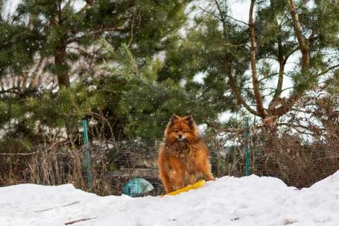 Small German Spitz in the winter Stock Photos