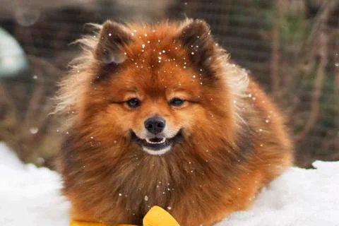 Small German Spitz in the winter Stock Photos