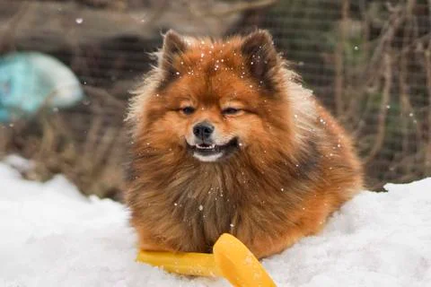 Small German Spitz in the winter Stock Photos