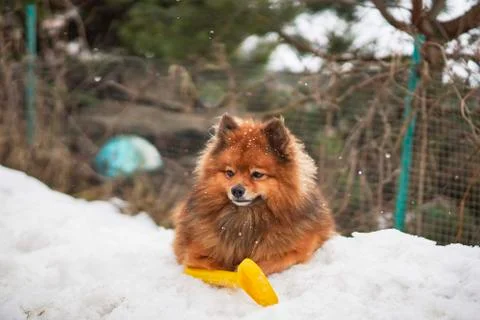 Small German Spitz in the winter Stock Photos