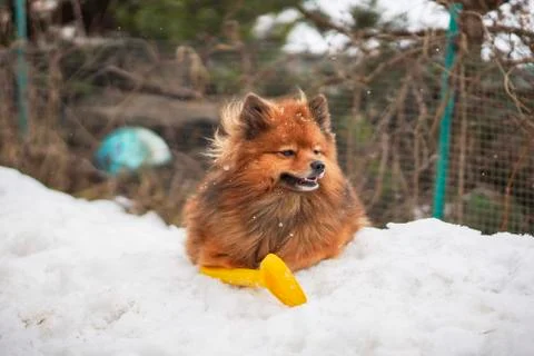 Small German Spitz in the winter Foto stock