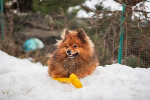 Small German Spitz in the winter Stock Photos