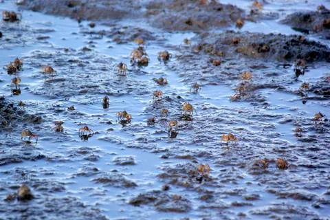 Small ghost crab on the beach sand Stock Photos