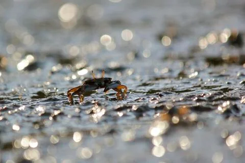 Small ghost crab on the beach sand Stock Photos