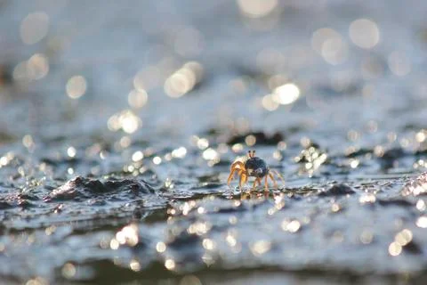 Small ghost crab on the beach sand Stock Photos