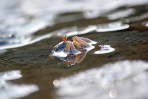 Small ghost crab on the beach sand Stock Photos