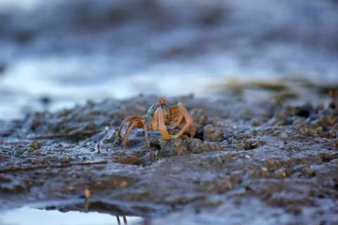 Small ghost crab on the beach sand Stock Photos