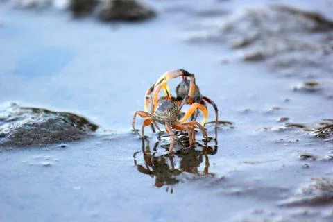 Small ghost crab on the beach sand Stock Photos