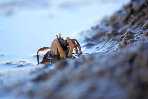 Small ghost crab on the beach sand Stock Photos