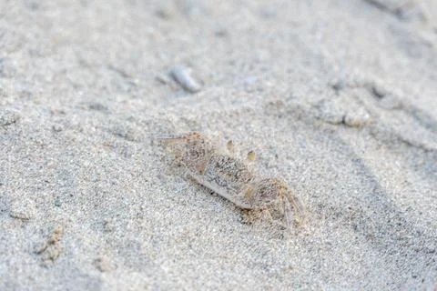 Small ghost crab camouflaged on pale tropical sand at Manchineel Bay, also known 스톡 사진