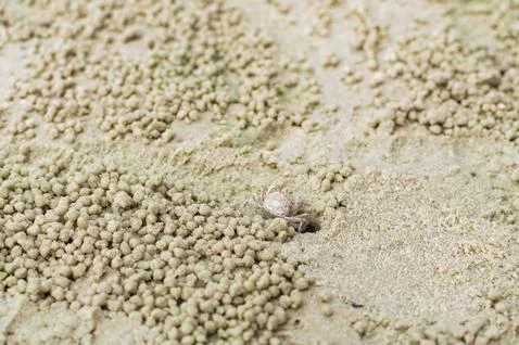 Small ghost crab making sand ball Stockfoto's