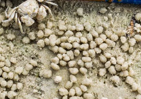 Small ghost crab making sand ball 写真素材