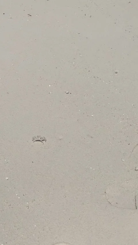 Small ghost crab running fast on white sand beach Maldives HD vertical Stock-Footage 342345348