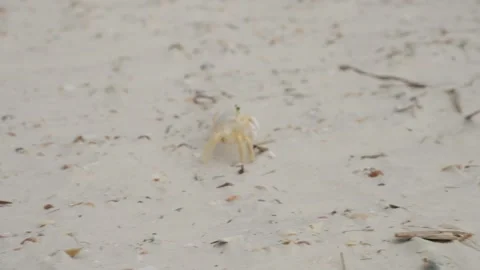 Small ghost crab scurries across pale sand with shells and beach debris in Stock Footage 336730839