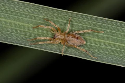 Small Ghost Spider Stock Photos