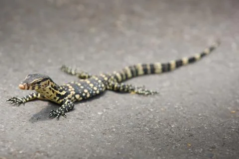 Small giant 스톡 사진