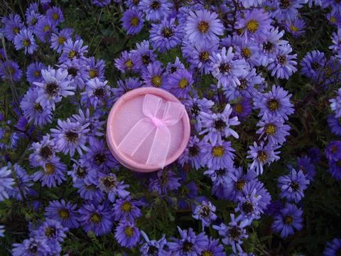 Small gift box on a background of blue flowers Stock Photos