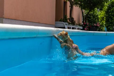 Small ginger cat being rescued from a swimming pool Stock Photos