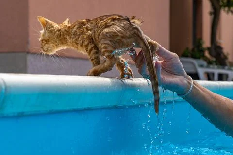 Small ginger cat being rescued from a swimming pool Stock Photos