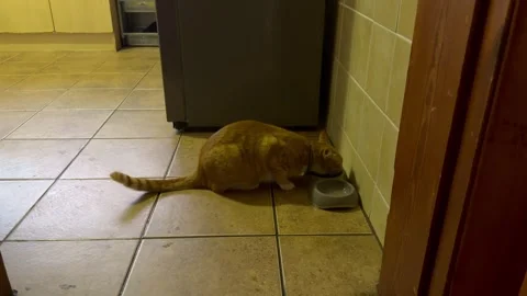 A small ginger cat eats it’s food in a bowl. 스톡 동영상 329530837