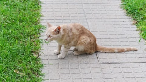 Small ginger cat looking curious and exploring the garden Stock Footage 345619710
