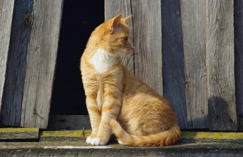 Small ginger cat Stock Photos