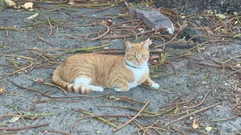A small ginger cat sits outside on a dirt patch 스톡 동영상 332623960