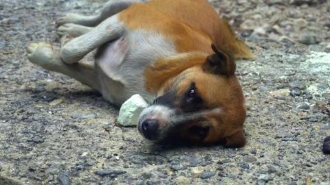 A small ginger dog lies on the ground and wags its tail. Vídeo Stock 150859092