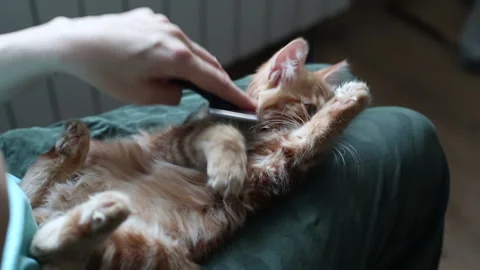 Small ginger kitten being groomed Stock Footage 169661036