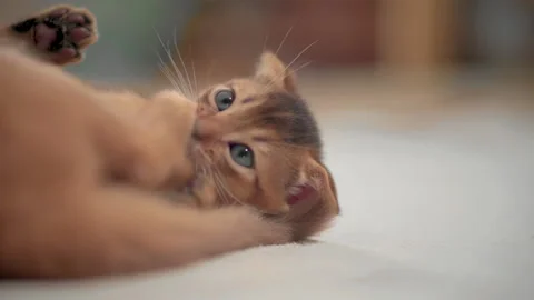 A small ginger kitten bites another's paw. Stock Footage 141990062