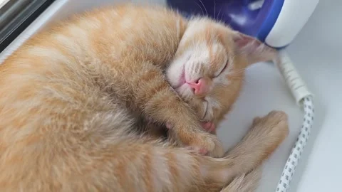A small ginger kitten is curled up and sleeping soundly on a soft surface. Vídeo Stock 344450362