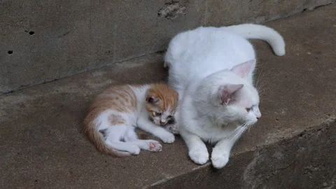 A small ginger kitten lies beside its white mother cat Stock Footage 314934951