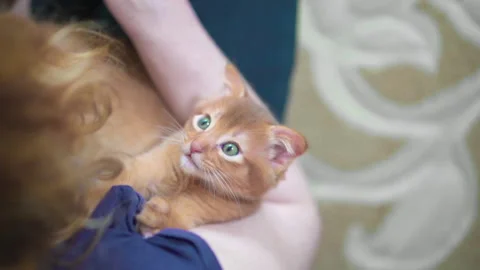A small ginger kitten lies in her arms Stock Footage 141990642
