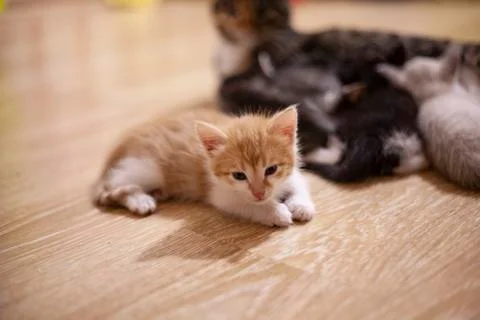Small ginger kitten Stock Photos
